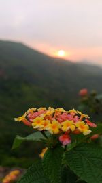 Close-up of orange flowers blooming against sky during sunset