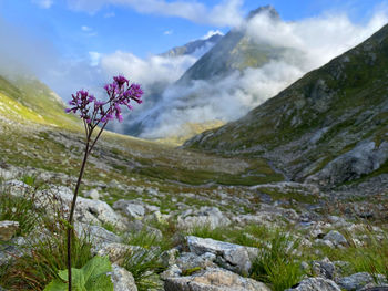 Scenic view of flower against mountains and cloudy sky