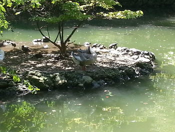 Reflection of trees in water