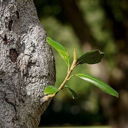 Close-up of leaves on twig