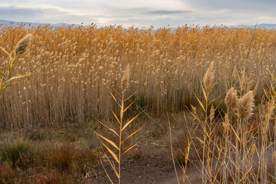 High angle view of stalks in field against sky