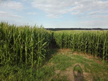 Scenic view of agricultural field against sky