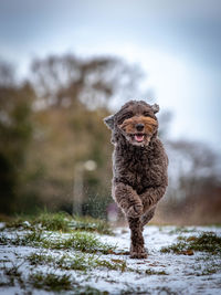 Portrait of dog running on snow