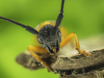 Close-up of insect on leaf