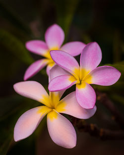 Close-up of pink frangipani flowers