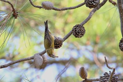 Close-up of bird perching on branch