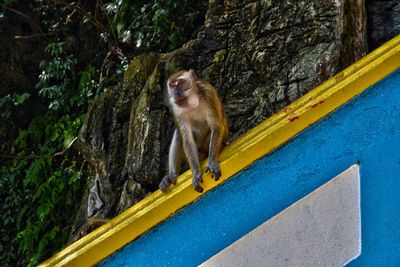 Monkey in batu caves