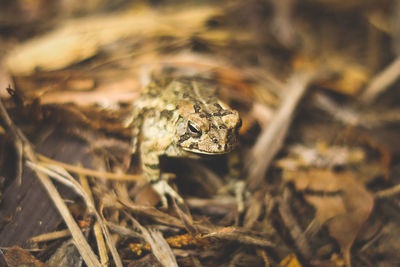 Close-up of frog on field