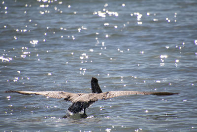 Close-up of bird flying over water