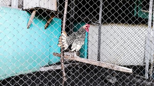 Close-up of bird in cage