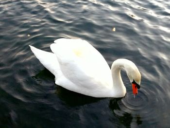 Swan floating on lake