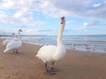 Swan on beach against sky