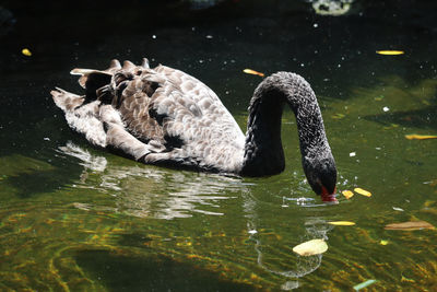 Swan swimming in lake