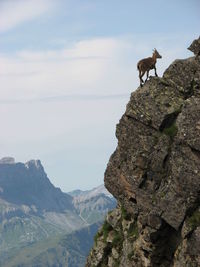 Horse standing on cliff against sky