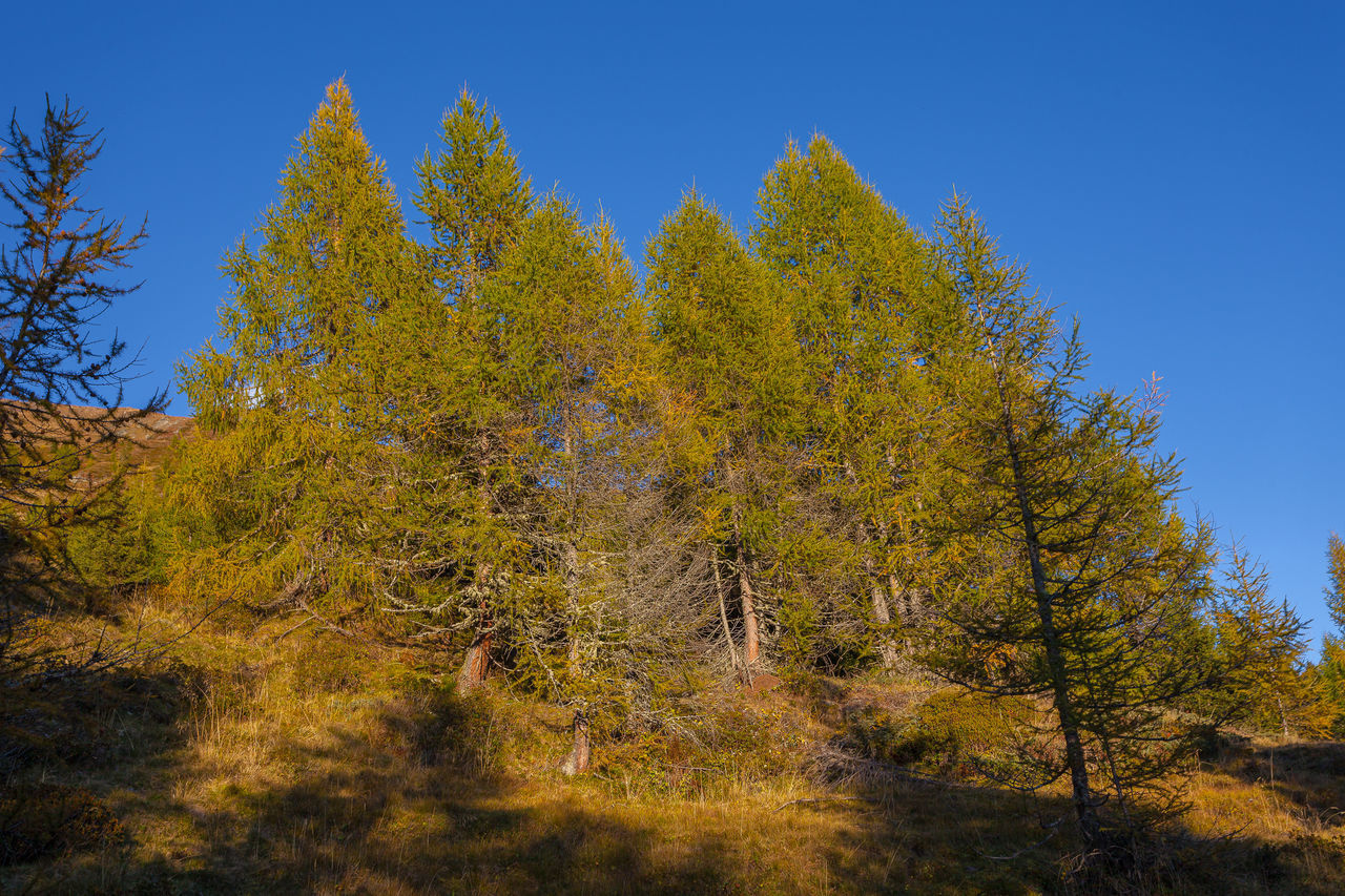 LOW ANGLE VIEW OF TREES AGAINST CLEAR SKY