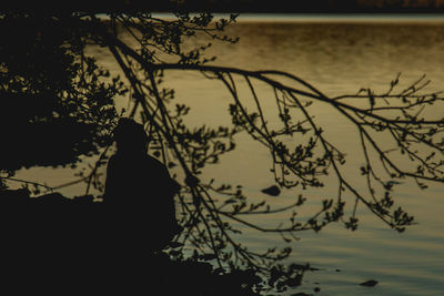 Silhouette of tree against sky at sunset