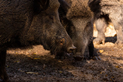 Wild boars