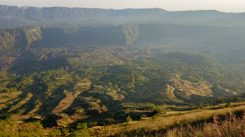 Aerial view of trees on landscape