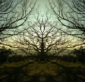 Bare trees on grassy field