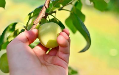 Close-up of hand holding fruit