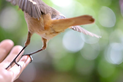 Close-up of a hand holding a bird