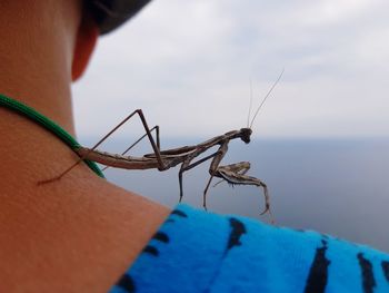 Close-up of insect on finger