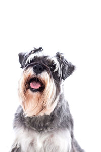 Close-up of dog over white background