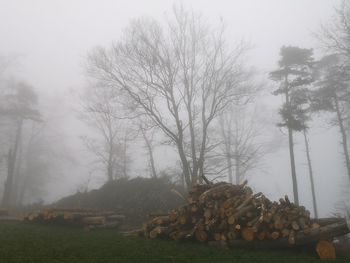 Stack of logs on field against trees in forest