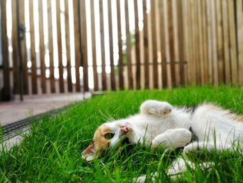 Sheep relaxing in grass