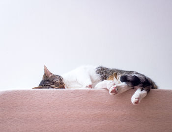 Close-up of a sleeping cat against white background