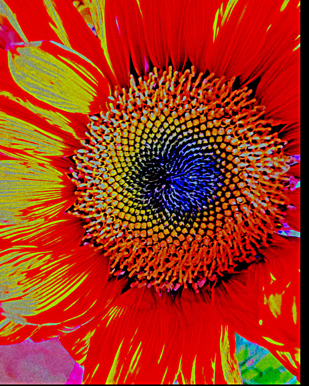 FULL FRAME SHOT OF MULTI COLORED RED FLOWER