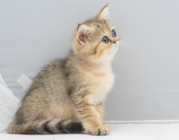Cat looking away while sitting against white background