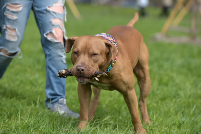 Low section of dog on field