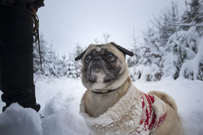 Dog pug with ringlet - pullover goes walk in the snow-covered winter wood