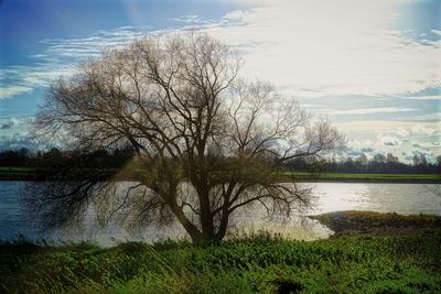 Bare tree by lake against sky