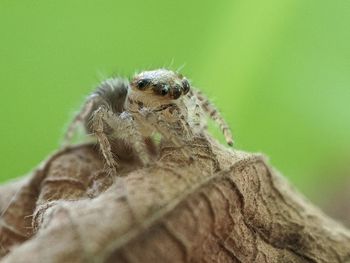 Close-up of spider