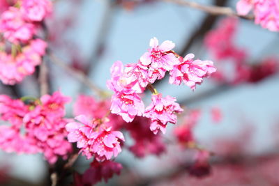 Close-up of pink cherry blossoms