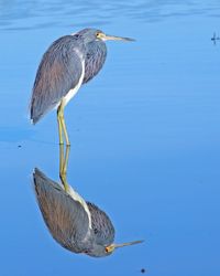 Bird in shallow water