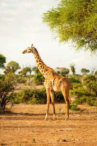 Giraffe standing on field