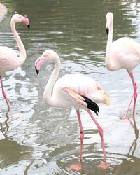 View of birds in lake