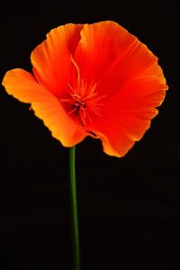 Close-up of orange flower against black background