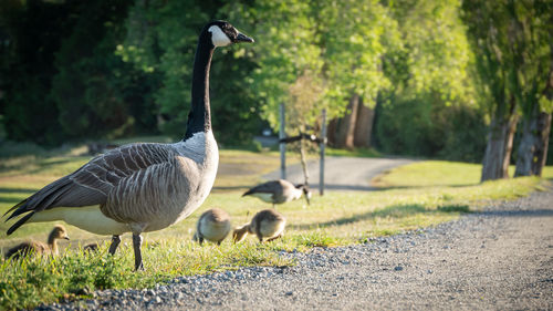 View of birds in park