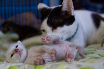 Close-up of a cat resting