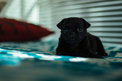 Close-up portrait of dog