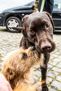 Close-up of a dog