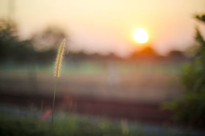 Close-up of plants growing on field against sky during sunset