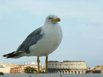 Close-up of seagull perching on retaining wall against sky