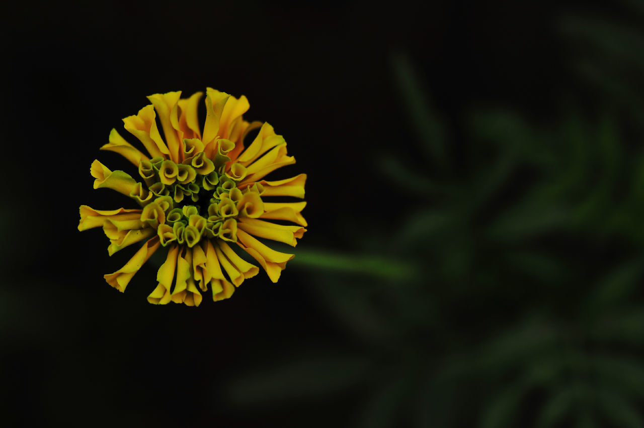 CLOSE-UP OF YELLOW FLOWER