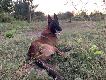 Dog looking away on field