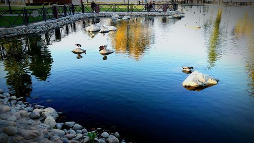 Reflection of trees in pond